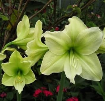 Green Hippeastrum Rutilum Flower seeds for Planting Easy to Grow, Heirloom & GMO Free Seeds for Home Garden seeds for planting