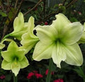 Green Hippeastrum Rutilum Flower seeds for Planting Easy to Grow, Heirloom & GMO Free Seeds for Home Garden seeds for planting