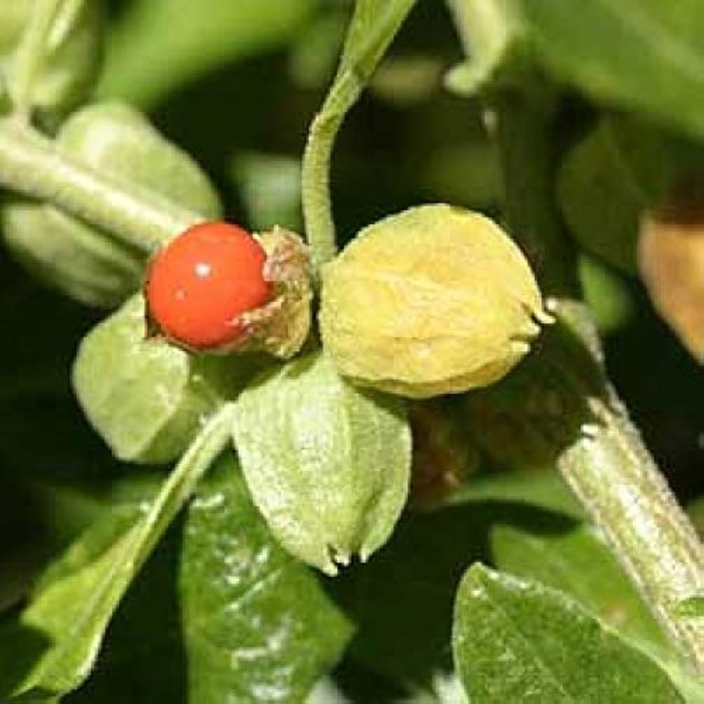 Premium Orange Somnifera Flower seeds for Planting Bright Blooms, Heirloom & GMO Free Seeds for Home Garden seeds