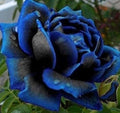 Purple Black Supreme Rose Flower seeds for Planting Compact Growth, Heirloom & GMO Free Seeds for Home Garden seeds for planting