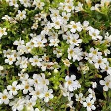 Bacopa Flower seeds for Planting Fragrant Blossoms, Heirloom & GMO Free Seeds for Home Garden seeds for planting