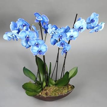 Sky Blue Butterfly Orchid Flower seeds for Planting Premium Quality, Heirloom & GMO Free Seeds for Home Garden seeds for planting