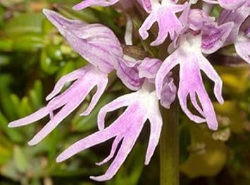 High quality Orchis Italica Flower seeds for Planting Compact Growth, Heirloom & GMO Free Seeds for Home Garden seeds pack