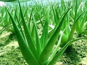 Aloe Vera Seeds Planting Kit For Easy Growth