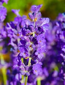 Violet Lavender Flower seeds for Planting Bright Blooms, Heirloom & GMO Free Seeds for Home Garden seeds for planting