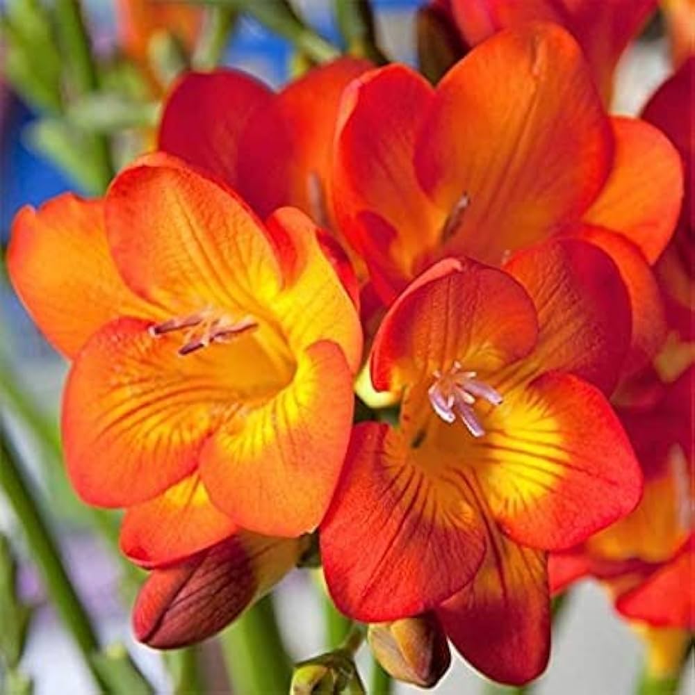 Premium Yellow Orange Freesias Flower seeds for Planting Fragrant Blossoms, Heirloom & GMO Free Seeds for Home Garden seeds