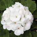 White Geranium Pelargonium Flower seeds for Planting Drought Tolerant, Heirloom & GMO Free Seeds for Home Garden seeds for planting