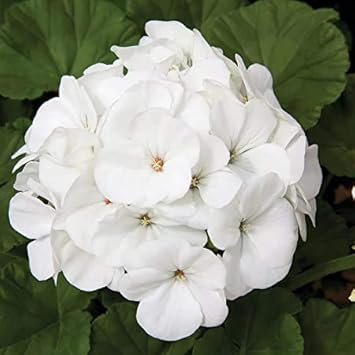 White Geranium Pelargonium Flower seeds for Planting Drought Tolerant, Heirloom & GMO Free Seeds for Home Garden seeds for planting