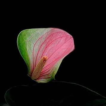Green Pink Anthurium Flower seeds for Planting Colorful Display, Heirloom & GMO Free Seeds for Home Garden vegetable and garden seeds