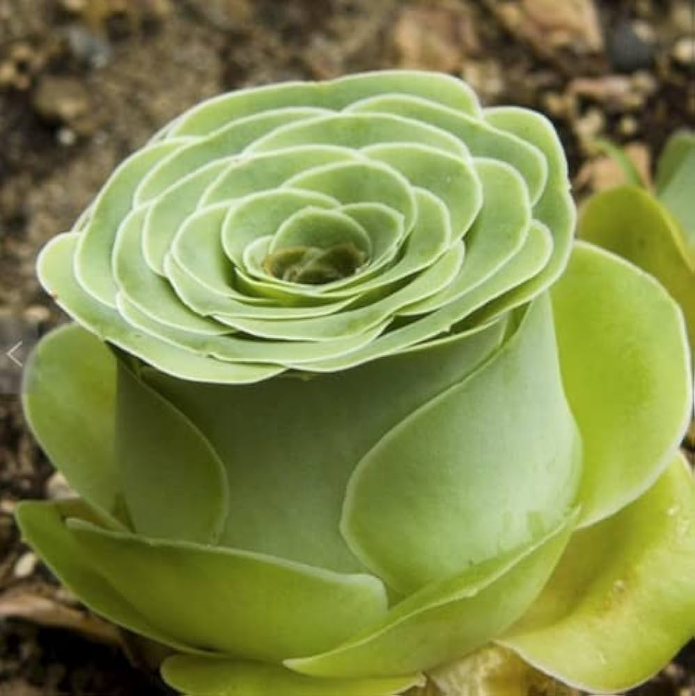 Heirloom Succulent Rose Flower seeds for Planting Cottage Garden Essential Heirloom & GMO Free Seeds for Home Garden