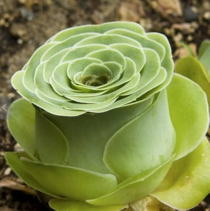 Heirloom Succulent Rose Flower seeds for Planting Cottage Garden Essential Heirloom & GMO Free Seeds for Home Garden