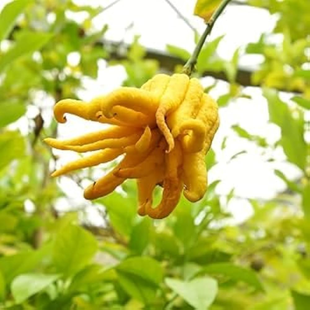 Buddha's Hand Flower seeds for Planting - Easy to Grow, Heirloom & GMO Free Seeds for Home Garden