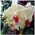 Cream Phalaenopsis Orchid Flower seeds for Planting Bright Blooms, Heirloom & GMO Free Seeds for Home Garden seeds for planting