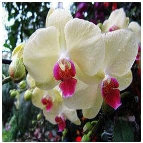 Cream Phalaenopsis Orchid Flower seeds for Planting Bright Blooms, Heirloom & GMO Free Seeds for Home Garden seeds for planting