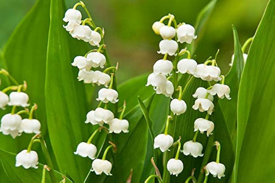 High quality Mixed Bell Orchid Flower seeds for Planting Seasonal Bloomer, Heirloom & GMO Free Seeds for Home Garden seeds pack