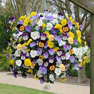 Bedding Flower seeds for Planting Low Maintenance, Heirloom & GMO Free Seeds for Home Garden seeds for planting