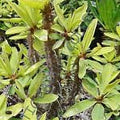Green Euphorbia Duranii Flower seeds for Planting Compact Growth, Heirloom & GMO Free Seeds for Home Garden seeds for planting