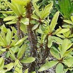 Green Euphorbia Duranii Flower seeds for Planting Compact Growth, Heirloom & GMO Free Seeds for Home Garden seeds for planting