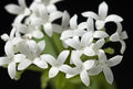 Woodruff Flower seeds for Planting Compact Growth, Heirloom & GMO Free Seeds for Home Garden seeds for planting