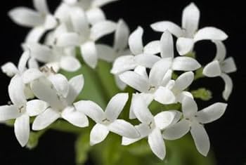 Woodruff Flower seeds for Planting Compact Growth, Heirloom & GMO Free Seeds for Home Garden seeds for planting