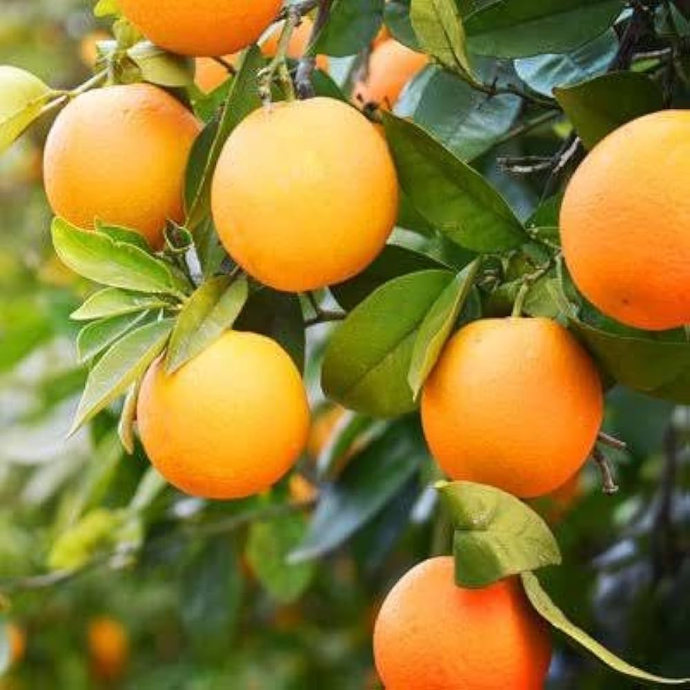 Yellow Orange Fruit Seeds Planting