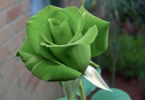 High quality Green Dragon Rose Flower seeds for Planting Low Maintenance, Heirloom & GMO Free Seeds for Home Garden seeds pack