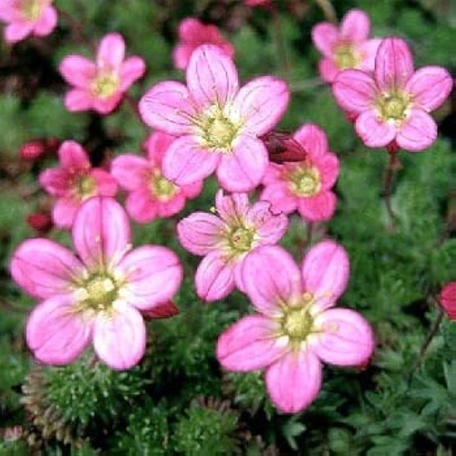 Premium Saxifraga Moss Flower seeds for Planting Perfect for Borders, Heirloom & GMO Free Seeds for Home Garden seeds