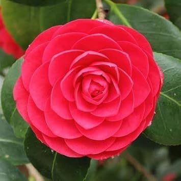 Camellia Flower Seeds Red Flower seeds for Planting Cottage Garden Essential, Heirloom & GMO Free Seeds for Home Garden seeds for home gardening