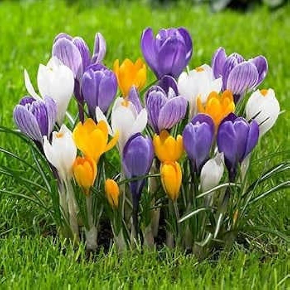 Mixed Colors Crocus Flower seeds for Planting Shade Tolerant, Heirloom & GMO Free Seeds for Home Garden vegetable and garden seeds