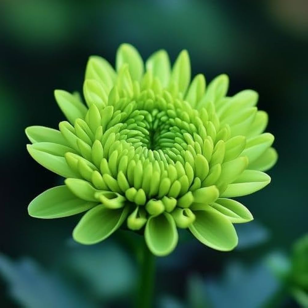 Green Chrysanthemum Flower seeds for Planting Drought Tolerant, Heirloom & GMO Free Seeds for Home Garden seeds for planting