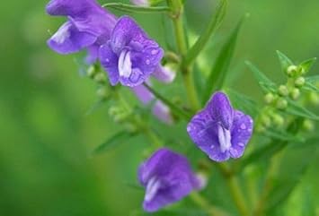 High quality Purple Scutellaria Flower seeds for Planting Cottage Garden Essential, Heirloom & GMO Free Seeds for Home Garden seeds pack