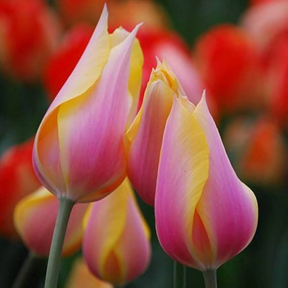 Yellow Pink Tulip Flower seeds for Planting Wildflower Mix, Heirloom & GMO Free Seeds for Home Garden vegetable and garden seeds