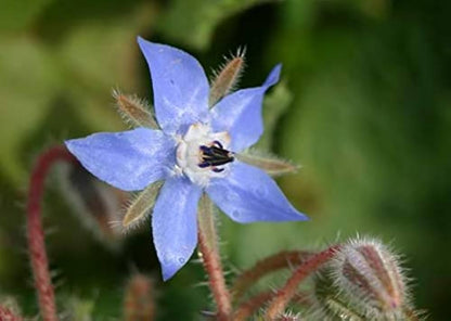 Heirloom Borago Officinalis Flower seeds for Planting Hardy Variety Heirloom & GMO Free Seeds for Home Garden