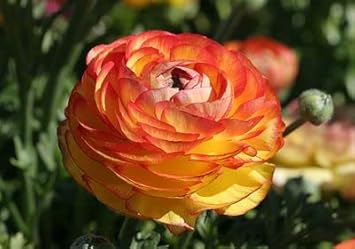 Premium Yellow Red Ranunculus Flower seeds for Planting Perfect for Borders, Heirloom & GMO Free Seeds for Home Garden seeds