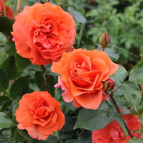 Premium Full Orange Climbing Rose Flower seeds for Planting Easy to Grow, Heirloom & GMO Free Seeds for Home Garden seeds