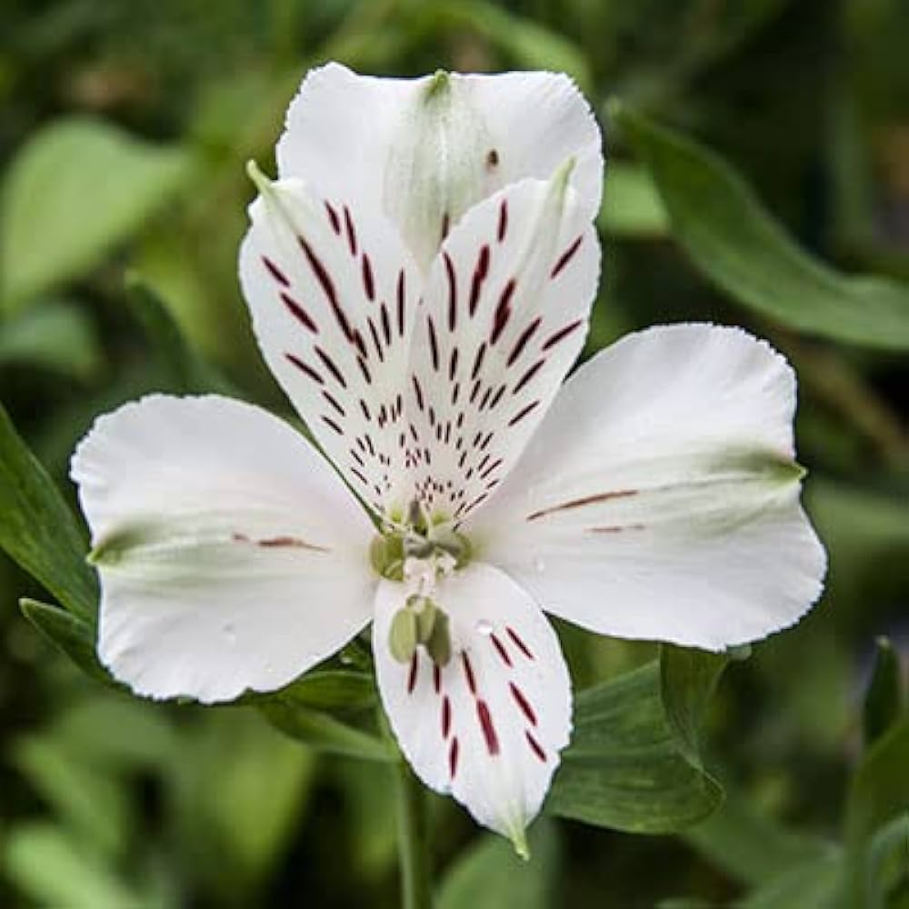 Premium White Alstroemeria Flower seeds for Planting Hardy Variety, Heirloom & GMO Free Seeds for Home Garden seeds