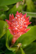 Red Bromeliad Flower seeds for Planting Easy to Grow, Heirloom & GMO Free Seeds for Home Garden seeds for planting