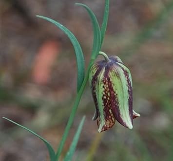 Green Fritillaria Flower seeds for Planting Premium Quality, Heirloom & GMO Free Seeds for Home Garden seeds for planting