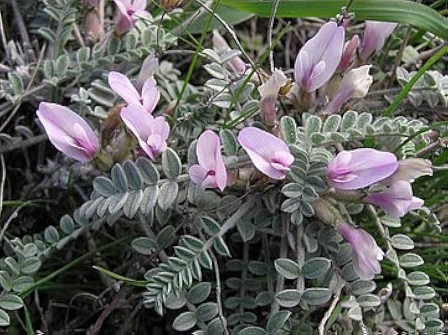 Astragalus Lavender Flower seeds for Planting Garden Favorite, Heirloom & GMO Free Seeds for Home Garden seeds for planting