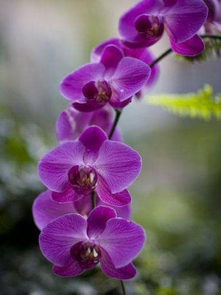 Purple Butterfly Orchid Flower seeds for Planting Perfect for Borders, Heirloom & GMO Free Seeds for Home Garden seeds for planting