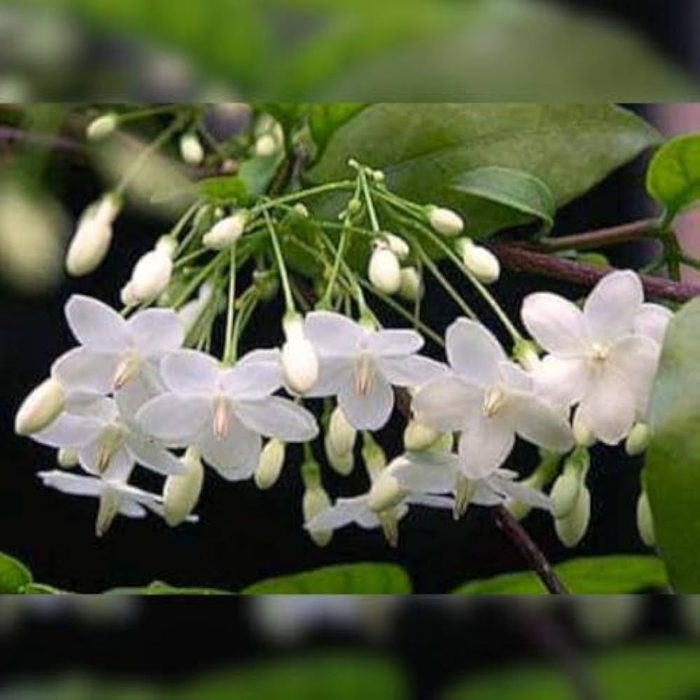 White Mok Flower seeds for Planting Hardy Variety, Heirloom & GMO Free Seeds for Home Garden vegetable and garden seeds