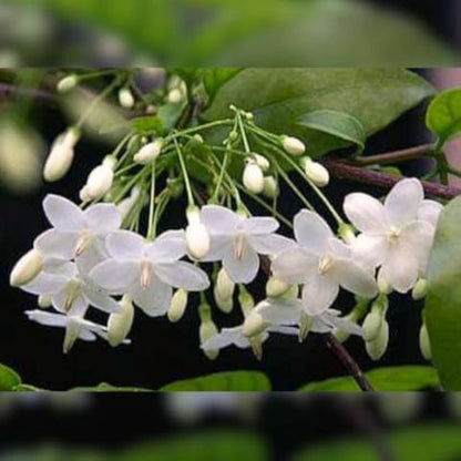 White Mok Flower seeds for Planting Hardy Variety, Heirloom & GMO Free Seeds for Home Garden vegetable and garden seeds