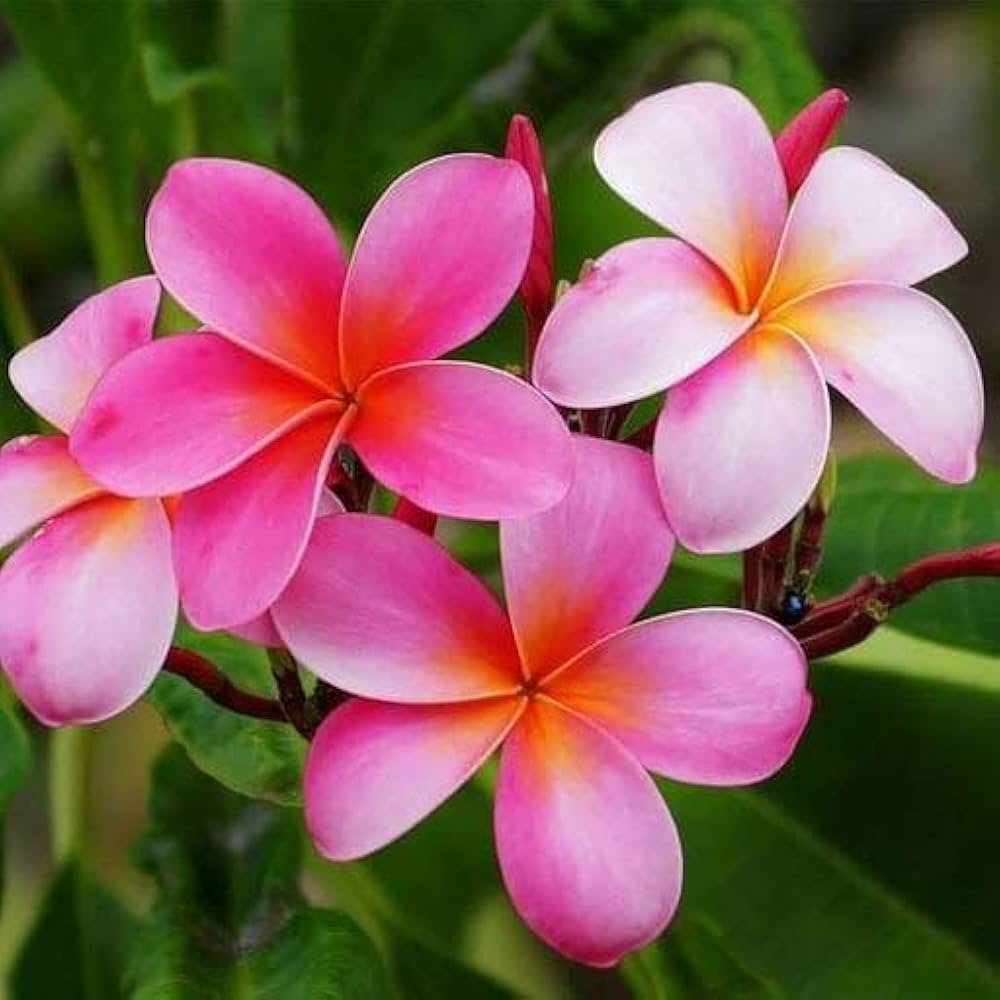 Premium Pink Frangipani Flower seeds for Planting Easy to Grow, Heirloom & GMO Free Seeds for Home Garden seeds