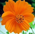 Orange Cosmos Flower seeds for Planting Long Bloom Season, Heirloom & GMO Free Seeds for Home Garden seeds for planting