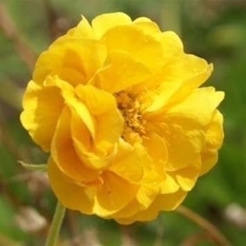 Premium Yellow Avens Sunrise Flower seeds for Planting Vibrant Colors, Heirloom & GMO Free Seeds for Home Garden seeds