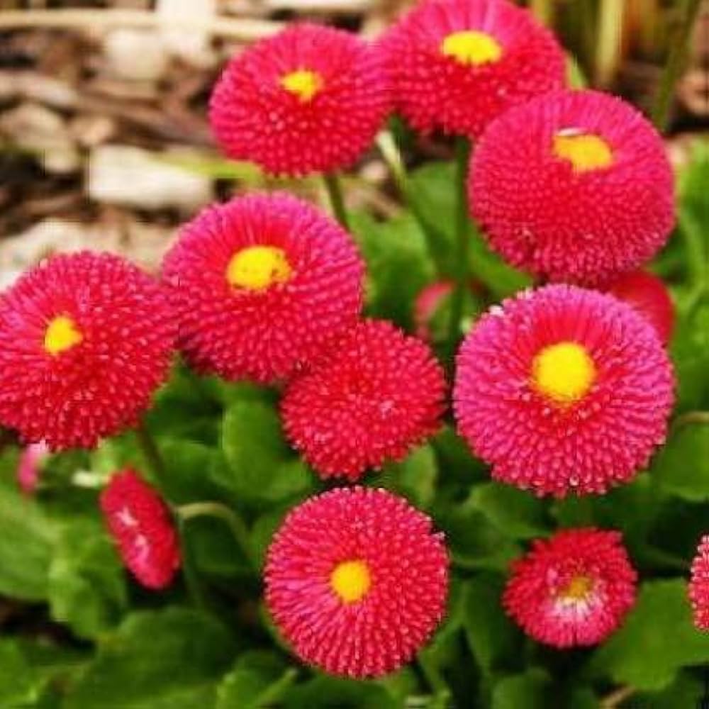 Premium Red Bellis Flower seeds for Planting Bright Blooms, Heirloom & GMO Free Seeds for Home Garden seeds