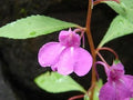 Violet Balsamine Flower seeds for Planting Hardy Variety, Heirloom & GMO Free Seeds for Home Garden seeds for planting