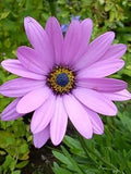 Lavender Osteospermum Flower seeds for Planting Sun Loving, Heirloom & GMO Free Seeds for Home Garden seeds for planting