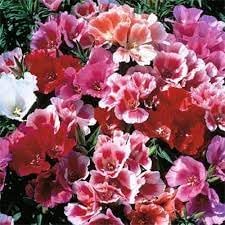 High quality Godetia Flower seeds for Planting Sun Loving, Heirloom & GMO Free Seeds for Home Garden seeds pack