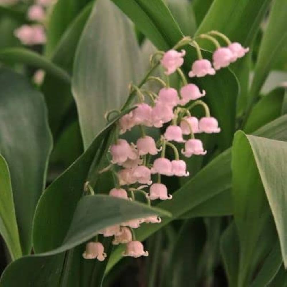 Purple Bell Orchid Flower seeds for Planting Low Maintenance, Heirloom & GMO Free Seeds for Home Garden vegetable and garden seeds